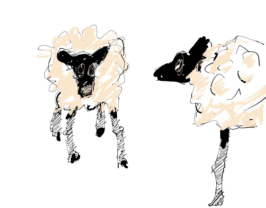 Sheep2014-12-10-08.17.12